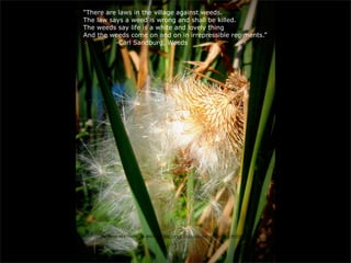 “There are laws in the village against weeds.
The law says a weed is wrong and shall be killed.
The weeds say life is a white and lovely thing
And the weeds come on and on in irrepressible regiments.”
          -Carl Sandburg, Weeds




    “The Down on a Thistle” by dmcordell http://www.flickr.com/photos/dmcordell/4910332505/
 