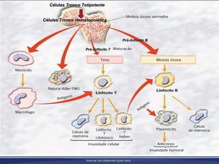 Células Tronco Totipotente


Células Tronco Hematopoiética



                                              Pró-linfócito B

                   Pró-linfócito T




                    Internal use statement goes here.
 