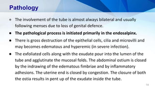 Pathology
● The involvement of the tube is almost always bilateral and usually
following menses due to loss of genital defence.
● The pathological process is initiated primarily in the endosalpinx.
● There is gross destruction of the epithelial cells, cilia and microvilli and
may becomes edematous and hyperemic (in severe infection).
● The exfoliated cells along with the exudate pour into the lumen of the
tube and agglutinate the mucosal folds. The abdominal ostium is closed
by the indrawing of the edematous fimbriae and by inflammatory
adhesions. The uterine end is closed by congestion. The closure of both
the ostia results in pent up of the exudate inside the tube.
14
 