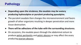 Pathology
● Depending upon the virulence, the exudate may be watery
producing hydrosalpinx or purulent producing pyosalpinx.
● The purulent exudate then changes the microenvironment and favors
growth of other organisms resulting in deeper penetration and more
tissue destruction.
● There will be adhesions of the tube with the surrounding structures.
● On occasions, the exudate pours through the abdominal ostium to
produce pelvic peritonitis and pelvic abscess or may affect the ovary
producing ovarian abscess.
15
 