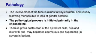 Pathology
13
● The involvement of the tube is almost always bilateral and usually
following menses due to loss of genital defence.
● The pathological process is initiated primarily in the
endosalpinx.
● There is gross destruction of the epithelial cells, cilia and
microvilli and may becomes edematous and hyperemic (in
severe infection).
 