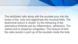 The exfoliated cells along with the exudate pour into the
lumen of the tube and agglutinate the mucosal folds. The
abdominal ostium is closed by the indrawing of the
edematous fimbriae and by inflammatory adhesions. The
uterine end is closed by congestion. The closure of both
the ostia results in pent up of the exudate inside the tube.
 
