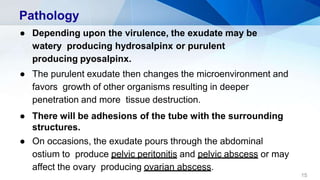 Pathology
15
● Depending upon the virulence, the exudate may be
watery producing hydrosalpinx or purulent
producing pyosalpinx.
● The purulent exudate then changes the microenvironment and
favors growth of other organisms resulting in deeper
penetration and more tissue destruction.
● There will be adhesions of the tube with the surrounding
structures.
● On occasions, the exudate pours through the abdominal
ostium to produce pelvic peritonitis and pelvic abscess or may
affect the ovary producing ovarian abscess.
 