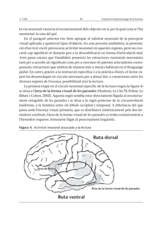 © UOC 30 Trastorns d’aprenentatge de la lectura
ta via neuronal s’associa al reconeixement dels objectes en si, per la qual cosa se l’ha
anomenat la ruta del què.
En el paràgraf anterior ens hem apropat al substrat neuronal de la percepció
visual aplicada a qualsevol tipus d’objecte. En una persona analfabeta, la presenta-
ció d’un text escrit provocaria activitat neuronal en aquestes regions, però no evo-
caria cap significat ni donaria peu a la descodificació en forma d’articulació oral.
Això passa encara que l’analfabet posseeixi les estructures neuronals necessàries
tant per a accedir als significats com per a executar els patrons articulatoris corres-
ponents, estructures que utilitza de manera més o menys habitual en el llenguatge
parlat. En canvi, gràcies a la instrucció específica i a la pràctica d’anys, el lector ex-
pert ha desenvolupat els circuits necessaris per a donar lloc a connexions entre les
diverses regions de l’escorça, possibilitant així la lectura.
La primera etapa en el circuit neuronal específic de la lectura (vegeu la figura 4)
se situa a l’àrea de la forma visual de les paraules (Deahene, Le Clec’H, Poline, Le
Bihan i Cohen, 2002). Aquesta regió sembla estar directament lligada al reconeixe-
ment ortogràfic de les paraules i se situa a la regió posterior de la circumvolució
fusiforme, a la frontera entre els lòbuls occipital i temporal. A diferència del que
passa amb l’escorça visual primària, que es distribueix simètricament pels dos he-
misferis cerebrals, l’àrea de la forma visual de les paraules es troba exclusivament a
l’hemisferi esquerre, fortament lligat al processament lingüístic.
Figura 4. Activitat neuronal associada a la lectura
 