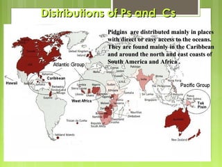 Distributions of Ps and Cs
Pidgins are distributed mainly in places
with direct or easy access to the oceans.
They are found mainly in the Caribbean
and around the north and east coasts of
South America and Africa .

 