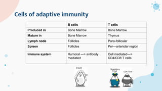 Cells of adaptive immunity
B cells T cells
Produced in Bone Marrow Bone Marrow
Mature in Bone Marrow Thymus
Lymph node Follicles Para-follicular
Spleen Follicles Per—arteriolar region
Immune system Humoral —> antibody
mediated
Cell mediated—>
CD4/CD8 T cells
 
