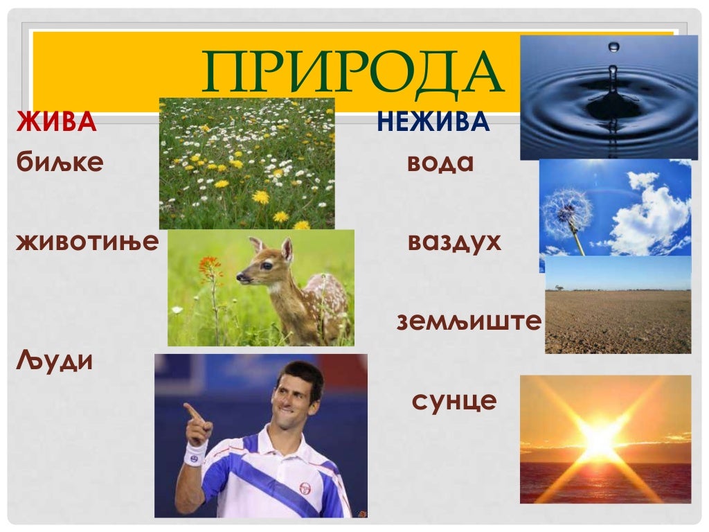 ЖИВА И НЕЖИВА ПРИРОДА