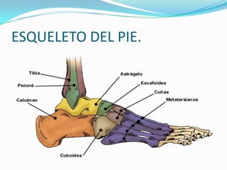 ESQUELETO DEL PIE.

 