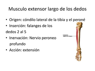 Musculo extensor largo de los dedos
• Origen: cóndilo lateral de la tibia y el peroné
• Inserción: falanges de los
dedos 2 al 5
• Inervación: Nervio peroneo
profundo
• Acción: extensión
 