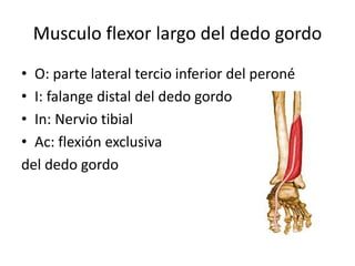 Musculo flexor largo del dedo gordo
• O: parte lateral tercio inferior del peroné
• I: falange distal del dedo gordo
• In: Nervio tibial
• Ac: flexión exclusiva
del dedo gordo
 