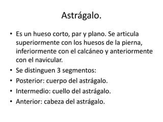 Astrágalo.
• Es un hueso corto, par y plano. Se articula
superiormente con los huesos de la pierna,
inferiormente con el calcáneo y anteriormente
con el navicular.
• Se distinguen 3 segmentos:
• Posterior: cuerpo del astrágalo.
• Intermedio: cuello del astrágalo.
• Anterior: cabeza del astrágalo.
 