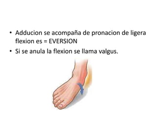 • Adducion se acompaña de pronacion de ligera
flexion es = EVERSION
• Si se anula la flexion se llama valgus.
 