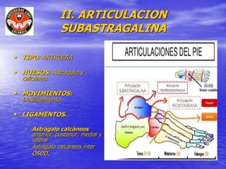 II. ARTICULACION
SUBASTRAGALINA
• TIPO: ARTRODIA
• HUESOS: Astrágalo y
calcáneo.
• MOVIMIENTOS:
Deslizamiento.
• LIGAMENTOS.
– Astrágalo calcáneos
anterior, posterior, medial y
lateral
– Astrágalo calcáneos ínter
óseo.
 