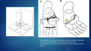Movimientos de inversión y de eversión del escafoides y cuboides
con respecto al astrágalo y al calcáneo (flechas claras)
combinados con la aducción del escafoides y del cuboides (flecha
oscura)
 