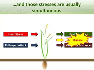 Pieces of the phytobiome: multitrophic and environmental influences on plant health. Jan Leach