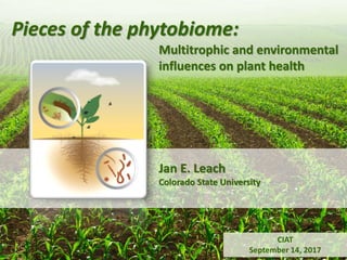 Pieces of the phytobiome: multitrophic and environmental influences on plant health. Jan Leach