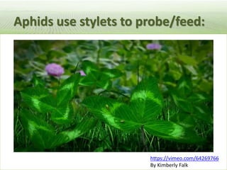 Pieces of the phytobiome: multitrophic and environmental influences on plant health. Jan Leach