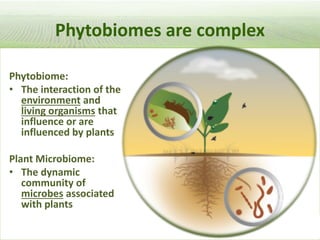 Pieces of the phytobiome: multitrophic and environmental influences on plant health. Jan Leach