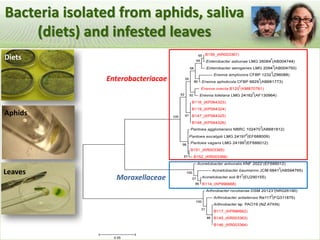 Pieces of the phytobiome: multitrophic and environmental influences on plant health. Jan Leach
