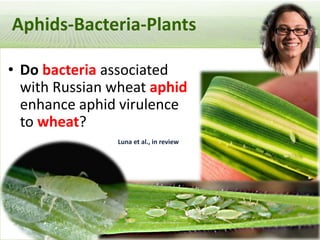 Pieces of the phytobiome: multitrophic and environmental influences on plant health. Jan Leach