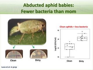 Pieces of the phytobiome: multitrophic and environmental influences on plant health. Jan Leach