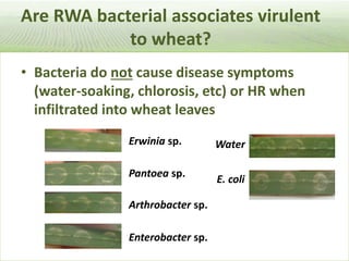 Pieces of the phytobiome: multitrophic and environmental influences on plant health. Jan Leach