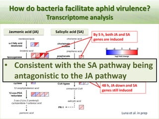 Pieces of the phytobiome: multitrophic and environmental influences on plant health. Jan Leach