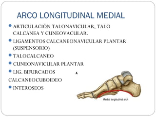 ARCO LONGITUDINAL MEDIAL
ARTICULACIÓN TALONAVICULAR, TALO
CALCANEA Y CUNEOVACULAR.
LIGAMENTOS CALCANEONAVICULAR PLANTAR
(SUSPENSORIO)
TALOCALCANEO
CUNEONAVICULAR PLANTAR
LIG. BIFURCADOS
CALCANEOCUBOIDEO
INTEROSEOS
 