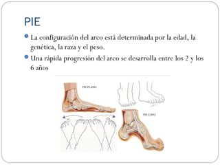 PIE
La configuración del arco está determinada por la edad, la
genética, la raza y el peso.
Una rápida progresión del arco se desarrolla entre los 2 y los
6 años
 