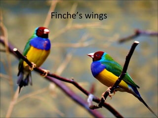 Finche’s wings
 