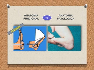 ANATOMIA
FUNCIONAL
ANATOMIA
PATOLOGICA
VS
 