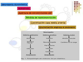 Neuropatía Autonómica Anhidrosis Apertura de cortocircuitos AV Pérdida de vasoconstricción Calcificación capa media arterial Glucosilación engrosa el endotelio 