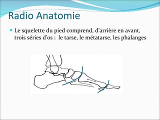 Radio Anatomie Le squelette du pied comprend, d’arrière en avant, trois séries d’os :  le tarse, le métatarse, les phalanges 