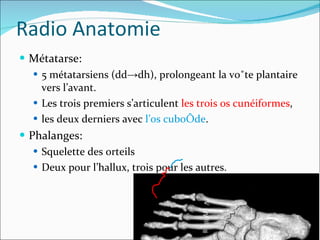 Radio Anatomie Métatarse:  5 métatarsiens (dd->dh), prolongeant la voûte plantaire vers l’avant.  Les trois premiers s’articulent  les trois os cunéiformes ,  les deux derniers avec  l’os cuboïde . Phalanges: Squelette des orteils Deux pour l’hallux, trois pour les autres. 
