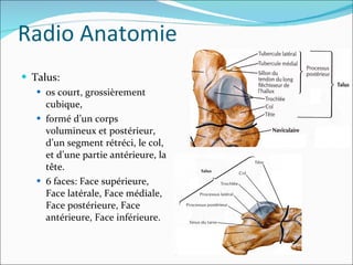 Talus:  os court, grossièrement cubique, formé d’un corps volumineux et postérieur, d’un segment rétréci, le col, et d’une partie antérieure, la tête. 6 faces: Face supérieure, Face latérale, Face médiale, Face postérieure, Face antérieure, Face inférieure. Radio Anatomie 
