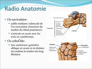 Os naviculaire: saillie médiane: tubercule de l’os naviculaire (insertion du tendon du tibial postérieur).  s’articule en avant avec les trois os cunéiformes. Os cuboïde: face antérieure: gouttière oblique en avant et en dedans où coulisse le tendon du long fibulaire. Radio Anatomie 