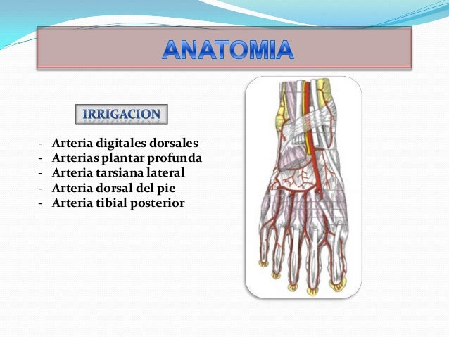 PIE DIABETICO ANGIOLOGIA EPUB DOWNLOAD PIE DIABETICO ANGIOLOGIA EPUB DOWNLOAD