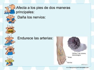Afecta a los pies de dos maneras
principales:
Daña los nervios:
Endurece las arterias:
 