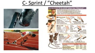 C- Sprint / ”Cheetah”
 