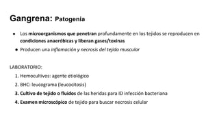Gangrena: Patogenia
● Los microorganismos que penetran profundamente en los tejidos se reproducen en
condiciones anaeróbicas y liberan gases/toxinas
● Producen una inflamación y necrosis del tejido muscular
LABORATORIO:
1. Hemocultivos: agente etiológico
2. BHC: leucograma (leucocitosis)
3. Cultivo de tejido o fluidos de las heridas para ID infección bacteriana
4. Examen microscópico de tejido para buscar necrosis celular
 
