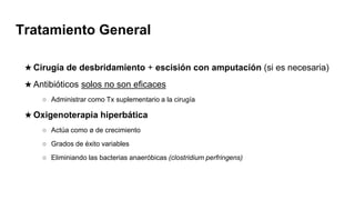 Tratamiento General
★ Cirugía de desbridamiento + escisión con amputación (si es necesaria)
★ Antibióticos solos no son eficaces
○ Administrar como Tx suplementario a la cirugía
★ Oxigenoterapia hiperbática
○ Actúa como ø de crecimiento
○ Grados de éxito variables
○ Eliminiando las bacterias anaeróbicas (clostridium perfringens)
 