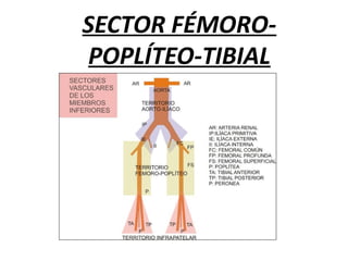 SECTOR FÉMORO-
POPLÍTEO-TIBIAL
 