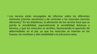 • Los nervios están encargados de informar sobre los diferentes
estímulos (nervios sensitivos) y de controlar a los músculos (nervios
efectores).4 En los diabéticos, la afectación de los nervios hace que se
pierda la sensibilidad, especialmente la sensibilidad dolorosa y
térmica, y que los músculos se atrofien, favoreciendo la aparición de
deformidades en el pie, ya que los músculos se insertan en los
huesos, los movilizan y dan estabilidad a la estructura ósea.
 