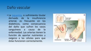 Daño vascular
• La isquemia, o sufrimiento tisular
derivado de la insuficiencia
arterial, es frecuente en los
diabéticos, como consecuencia
del daño que sufren los vasos
sanguíneos a causa de la
enfermedad. Las arterias tienen la
función de aportar nutrientes y
oxígeno a las células para que
éstas funcionen correctamente.
 