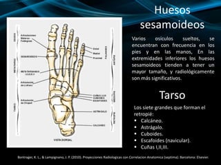 Huesos
sesamoideos
Varios osículos sueltos, se
encuentran con frecuencia en los
pies y en las manos, En las
extremidades inferiores los huesos
sesamoideos tienden a tener un
mayor tamaño, y radiológicamente
son más significativos.
Tarso
Los siete grandes que forman el
retropié:
 Calcáneo.
 Astrágalo.
 Cuboides.
 Escafoides (navicular).
 Cuñas I,II,III.
Bontrager, K. L., & Lampignano, J. P. (2010). Proyecciones Radiologicas con Correlacion Anatomica (septima). Barcelona: Elsevier.
 