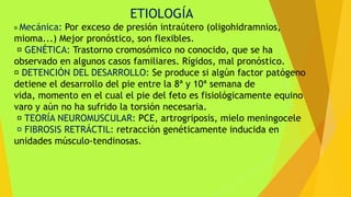 ETIOLOGÍA
Mecánica: Por exceso de presión intraútero (oligohidramnios,
mioma...) Mejor pronóstico, son flexibles.
GENÉTICA: Trastorno cromosómico no conocido, que se ha
observado en algunos casos familiares. Rígidos, mal pronóstico.
DETENCIÓN DEL DESARROLLO: Se produce si algún factor patógeno
detiene el desarrollo del pie entre la 8ª y 10ª semana de
vida, momento en el cual el pie del feto es fisiológicamente equino
varo y aún no ha sufrido la torsión necesaria.
TEORÍA NEUROMUSCULAR: PCE, artrogriposis, mielo meningocele
FIBROSIS RETRÁCTIL: retracción genéticamente inducida en
unidades músculo-tendinosas.
 