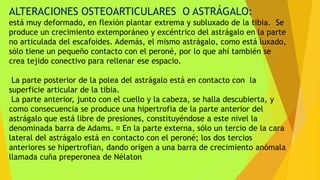 ALTERACIONES OSTEOARTICULARES O ASTRÁGALO:
está muy deformado, en flexión plantar extrema y subluxado de la tibia. Se
produce un crecimiento extemporáneo y excéntrico del astrágalo en la parte
no articulada del escafoides. Además, el mismo astrágalo, como está luxado,
sólo tiene un pequeño contacto con el peroné, por lo que ahí también se
crea tejido conectivo para rellenar ese espacio.
La parte posterior de la polea del astrágalo está en contacto con la
superficie articular de la tibia.
La parte anterior, junto con el cuello y la cabeza, se halla descubierta, y
como consecuencia se produce una hipertrofia de la parte anterior del
astrágalo que está libre de presiones, constituyéndose a este nivel la
denominada barra de Adams. En la parte externa, sólo un tercio de la cara
lateral del astrágalo está en contacto con el peroné; los dos tercios
anteriores se hipertrofian, dando origen a una barra de crecimiento anómala
llamada cuña preperonea de Nélaton
 