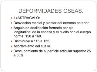 DEFORMIDADES OSEAS. 
 1) ASTRAGALO: 
 Desviación medial y plantar del extremo anterior . 
 Angulo de declinación formado por eje 
longitudinal de la cabeza y el cuello con el cuerpo 
normal 150 a 160. 
 Disminuye a 115 a 135. 
 Acortamiento del cuello. 
 Descubrimiento de superficie articular superior 25 
a 33%. 
 
