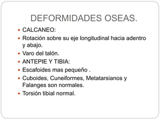 DEFORMIDADES OSEAS. 
 CALCANEO: 
 Rotación sobre su eje longitudinal hacia adentro 
y abajo. 
 Varo del talón. 
 ANTEPIE Y TIBIA: 
 Escafoides mas pequeño . 
 Cuboides, Cuneiformes, Metatarsianos y 
Falanges son normales. 
 Torsión tibial normal. 
 