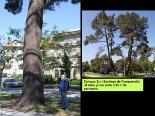 Campus Sur (Santiago de Compostela)
-O máis groso mide 3,33 m de
perímetro.
 